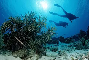 Actions Prints: Divers swimming above coral reef, Cuba, Caribbean Sea