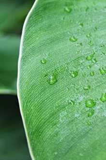Images Dated 2nd February 2016: Divine Nature