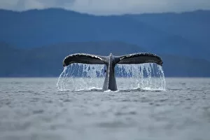 America Gallery: Diving Humpback Whale, Alaska
