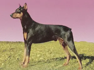Best In Show Prints: Doberman Pinscher