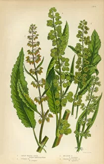 Images Dated 17th February 2016: Dock, Rumex, Buckwheat, Meadow Dock, Victorian Botanical Illustration