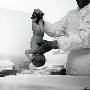 Doctor Prints: Doctor holding newborn baby upside-down by it's ankles slapping it's bottom to start it breathing