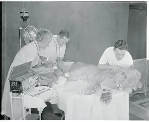 James Cook Prints: Doctor Performing Transfusion on Lion