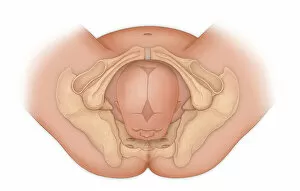 Images Dated 26th February 2015: Doctors view of a baby in occipital anterior position ready for delivery