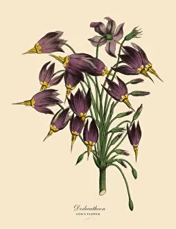 Dodecatheon or Goda┬Ç┬Ös Flower Plant, Victorian Botanical Illustration