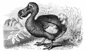 Images Dated 13th March 2017: Dodo bird