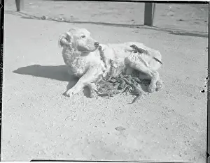 Opposites Prints: Dog Allowing Baby Alligators to Nuzzle Him