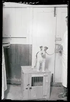 Dog Atop Cage