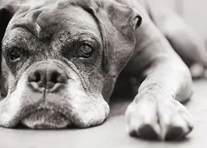 Rests Prints: Dog, boxer, boxer, lying