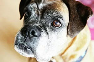 Angle Gallery: Dog, boxer, brown, portrait