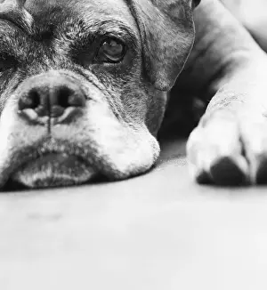 Rests Prints: Dog, boxer, lying