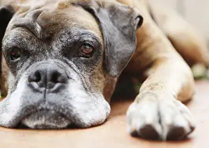 Rests Prints: Dog, brown, boxer, lying