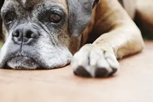 Rests Prints: Dog, brown, boxer, lying