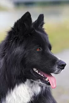 Images Dated 12th June 2011: Dog -Canis lupus familiaris-, male, mongrel, portrait