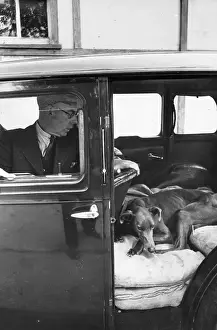 Dog In Car