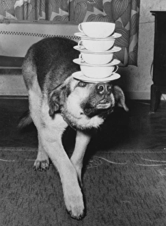 Images Dated 11th November 2014: Dog Carrying Cups