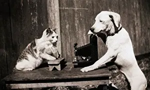 Gagged Prints: Dog And Cat With Camera