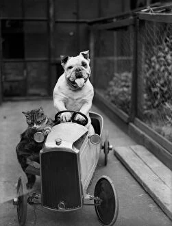 Images Dated 11th November 2014: Dog And Cat Car