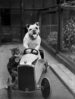 Images Dated 11th November 2014: Dog And Cat Car