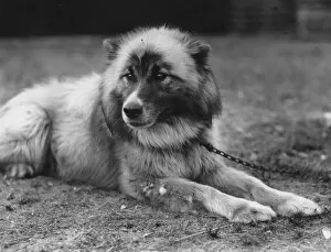 Images Dated 8th April 2019: Dog Chosen For Sir Ernest Shackletons Trans-Antarctic Expedition