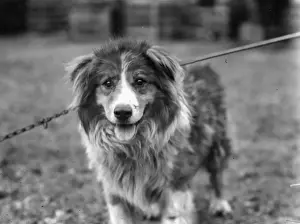 Dog Chosen For Sir Ernest Shackletons Trans-Antarctic Expedition