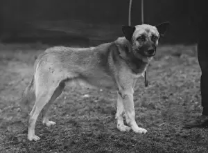 Dog Chosen For Sir Ernest Shackletons Trans-Antarctic Expedition