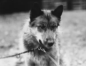 Images Dated 8th April 2019: Dog Chosen As Team Leader For Sir Ernest Shackletons Trans-Antarctic Expedition