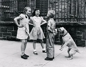 dog eating ice cream cone hidden boys