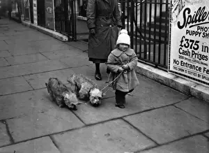 Prints of 9th April 1925: A young exhibitor brings her two entries for the dog show at the Royal Horticultural Hall in Westminster. (Photo by E. Bacon/Topical Press Agency/Getty Images) Topical Press Agency Prints: Dog Show Entry