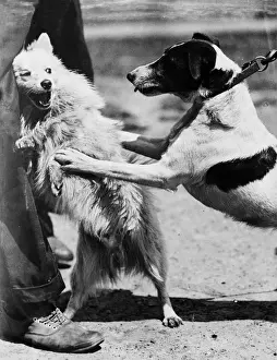 Dog Fight