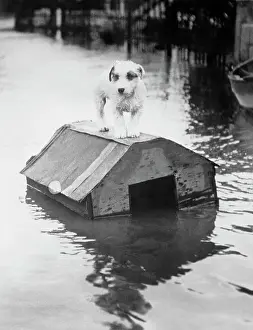 Flood Prints: Dog Floating on Doghouse
