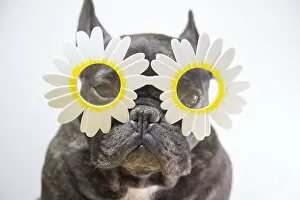 Images Dated 5th July 2017: Dog with flower-shaped glasses