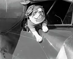 Dog Flying in Aircraft