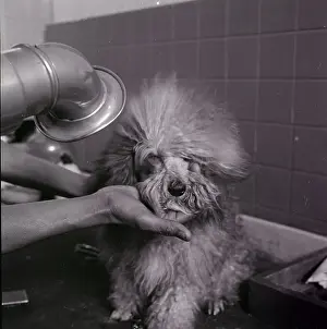 Bathroom Prints: A Dog Gets An Air Dry