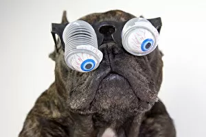 Images Dated 22nd June 2017: Dog with glasses and bulging eyes