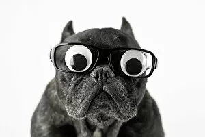 Funny Animals Gallery: Dog with glasses and bulging eyes