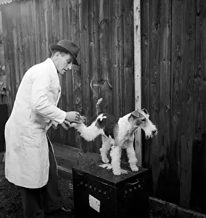Roles And Occu Prints: Dog Groom