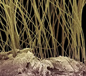 Biological Prints: Dog hair, colored scanning electron micrograph (SEM)