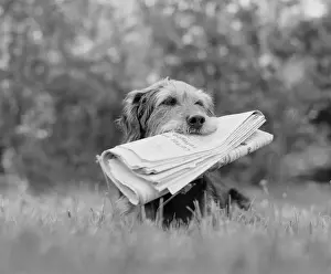 Delivery Prints: Dog holding newspaper