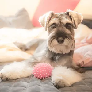 Dog looking at camera