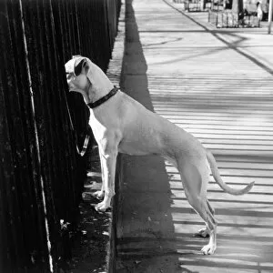 Henri Silberman Collection Gallery: Dog looking through a fence