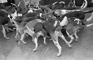 Cage Prints: Dog Pack