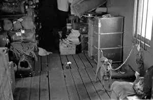 Luggage Prints: Dog Passenger