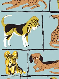Images Dated 22nd April 2015: Dog pattern