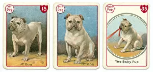Noah's Art Victorian Card Game Prints Collection: Three dog playing cards Victorian animal families game