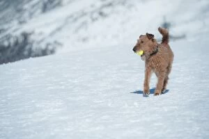 A dog playing tennis ball on snow