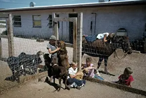 Lac0077 Prints: DOG POUND IN SOUTH DAKOTA