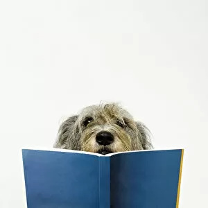 Funny Animals Gallery: Dog Reading Book