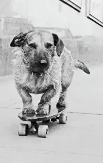 Portland Prints: Dog Riding Skateboard