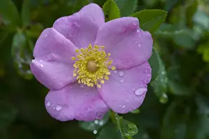 Rosa Prints: Dog rose (Rosa canina)